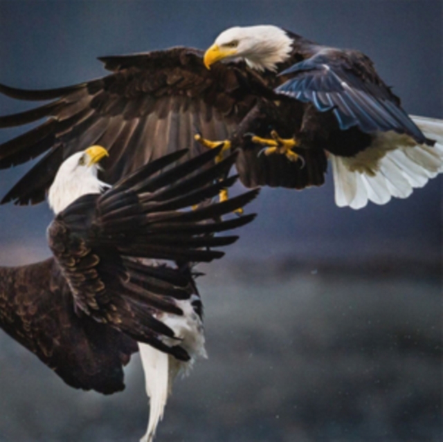 VITA BERGEN - RETRIEVER (DL CARD) - LP Vinyl