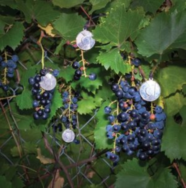 AMERICAN CREAM BAND - PRESENTS - LP Vinyl