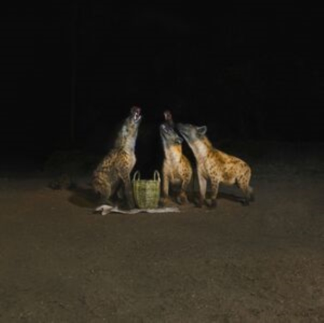 YEARS OF DENIAL - SUICIDE DISCO (2LP) - LP Vinyl