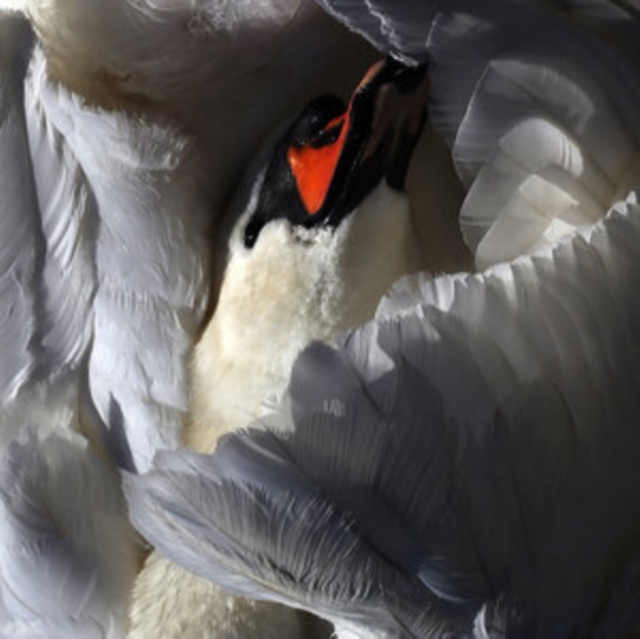 5056321658265.jpg WILD TERRIER ORCHESTRA - EVEN THE CHIMERA - LP Vinyl