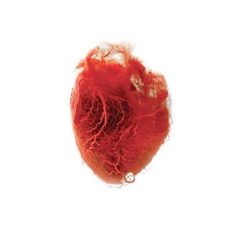 Mi5qcGVn-737.jpeg AKRON / FAMILY - LOVE IS SIMPLE - LP Vinyl