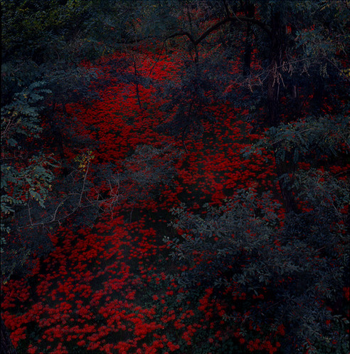 ALEX COBB - MARIGOLD & CABLE - LP Vinyl